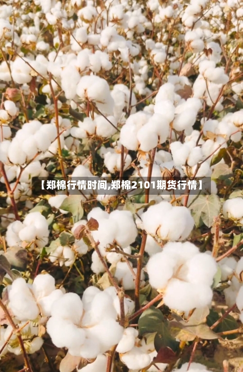 【郑棉行情时间,郑棉2101期货行情】-第3张图片
