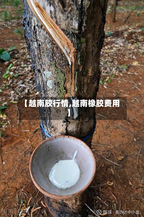 【越南胶行情,越南橡胶费用】