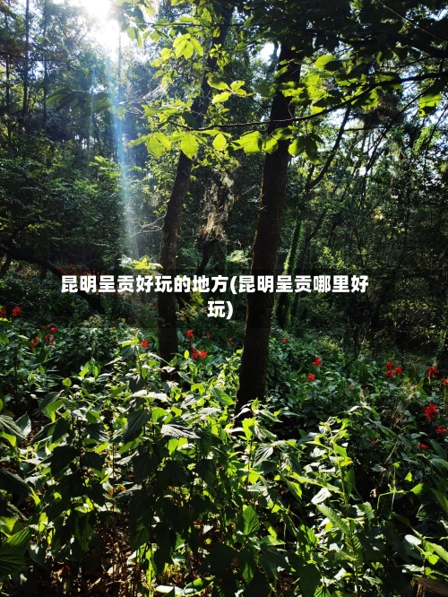昆明呈贡好玩的地方(昆明呈贡哪里好玩)-第3张图片