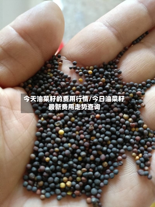 今天油菜籽的费用行情/今日油菜籽最新费用走势查询