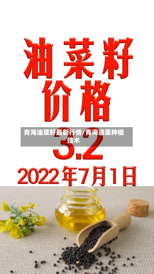 青海油菜籽最新行情/青海油菜种植技术-第2张图片