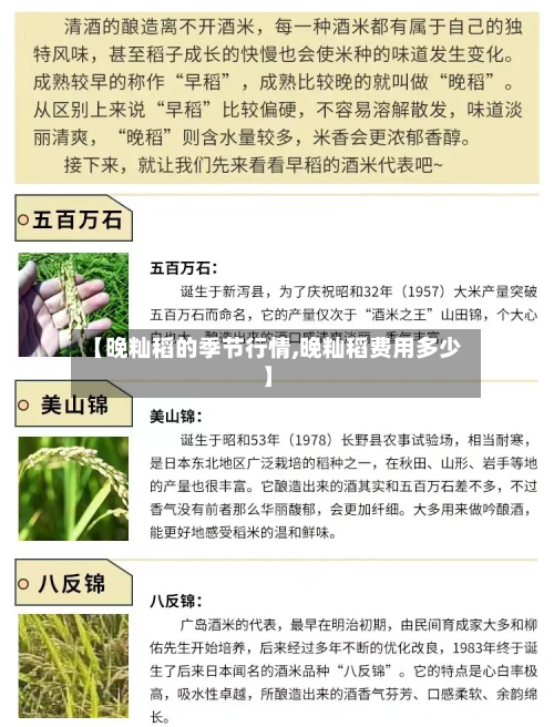 【晚籼稻的季节行情,晚籼稻费用多少】