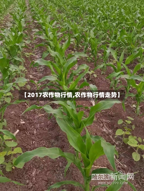 【2017农作物行情,农作物行情走势】-第2张图片