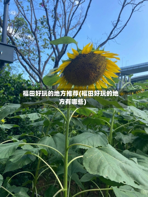 福田好玩的地方推荐(福田好玩的地方有哪些)-第2张图片