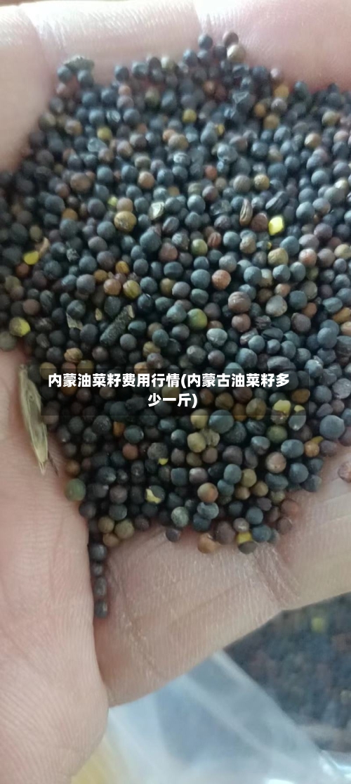 内蒙油菜籽费用行情(内蒙古油菜籽多少一斤)-第2张图片