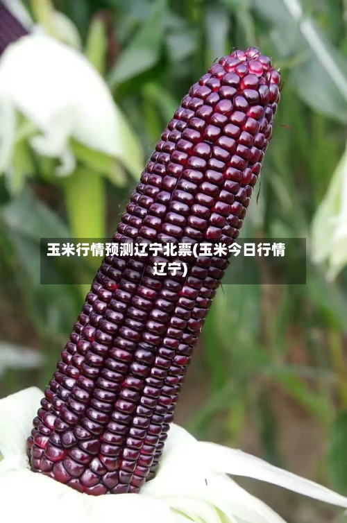 玉米行情预测辽宁北票(玉米今日行情辽宁)-第3张图片