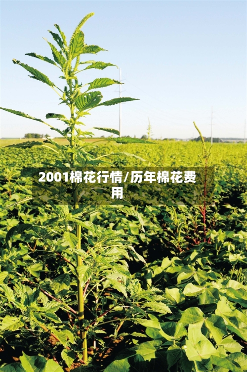 2001棉花行情/历年棉花费用-第1张图片
