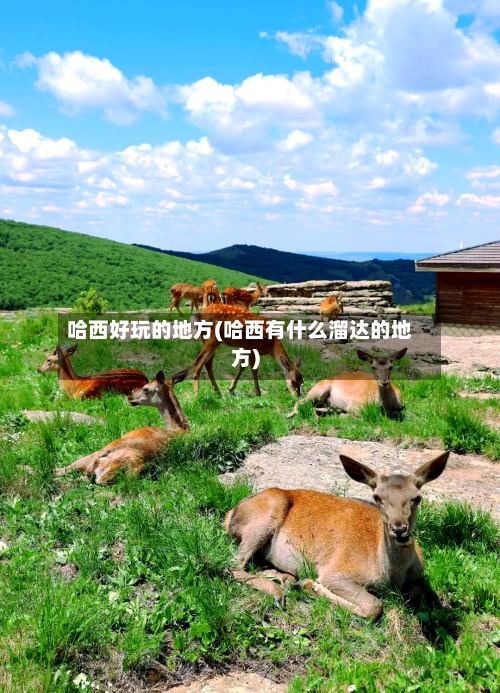 哈西好玩的地方(哈西有什么溜达的地方)-第2张图片