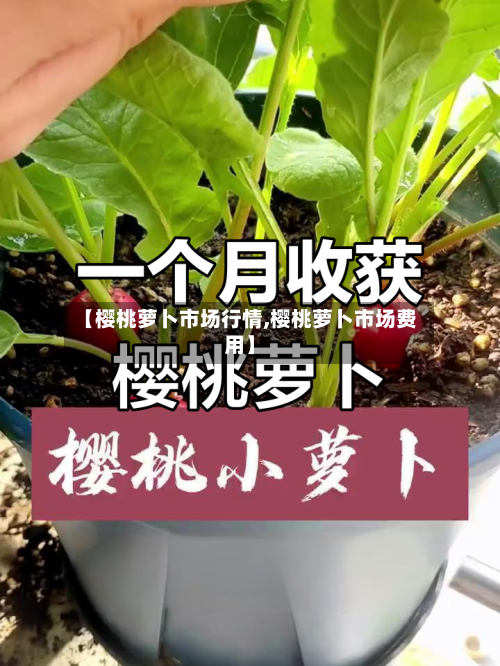【樱桃萝卜市场行情,樱桃萝卜市场费用】