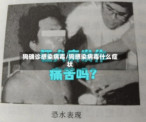狗确诊感染病毒/狗感染病毒什么症状