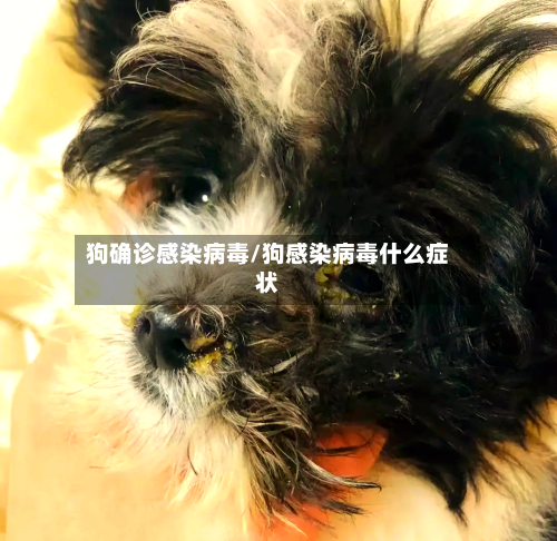 狗确诊感染病毒/狗感染病毒什么症状-第3张图片