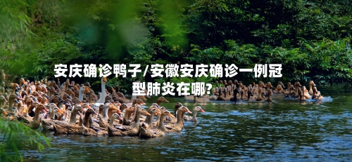 安庆确诊鸭子/安徽安庆确诊一例冠型肺炎在哪?-第1张图片