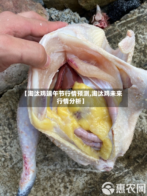 【淘汰鸡端午节行情预测,淘汰鸡未来行情分析】-第1张图片