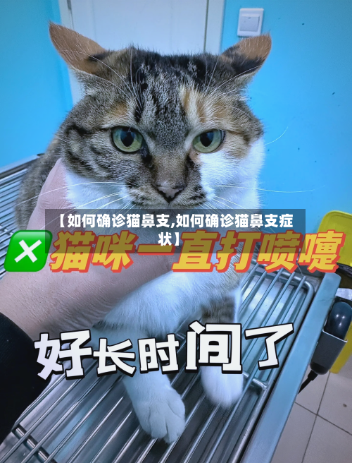 【如何确诊猫鼻支,如何确诊猫鼻支症状】-第3张图片