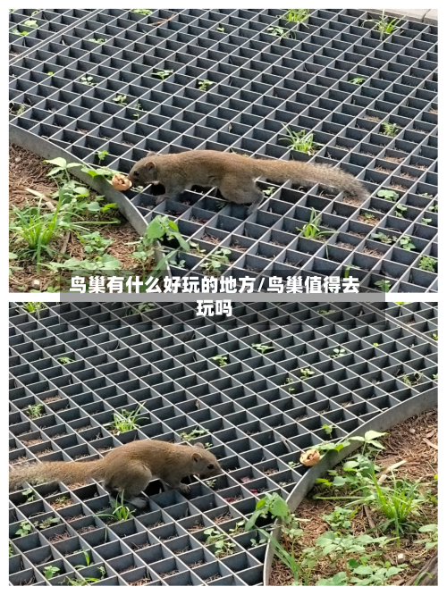 鸟巢有什么好玩的地方/鸟巢值得去玩吗-第2张图片