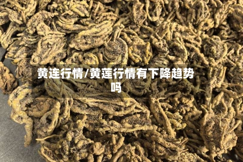 黄连行情/黄莲行情有下降趋势吗