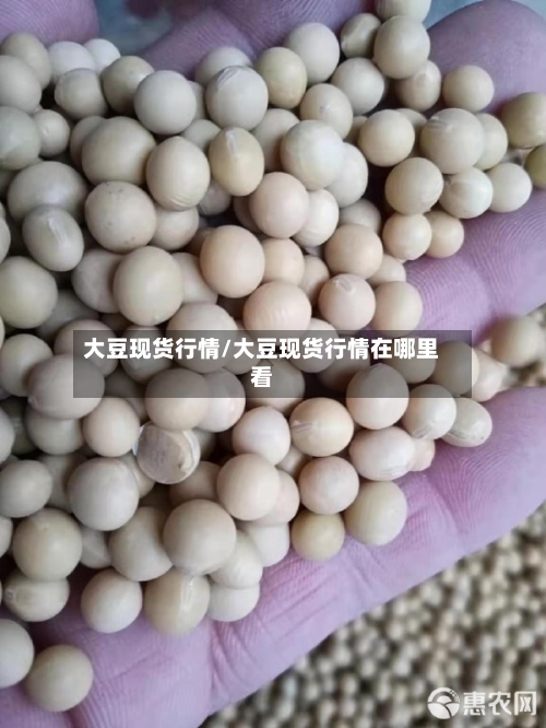大豆现货行情/大豆现货行情在哪里看