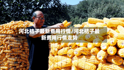 河北桔子最新费用行情/河北桔子最新费用行情走势