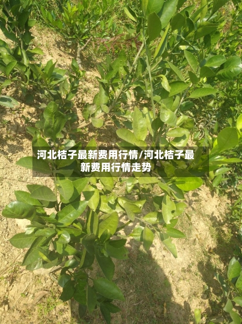 河北桔子最新费用行情/河北桔子最新费用行情走势-第2张图片