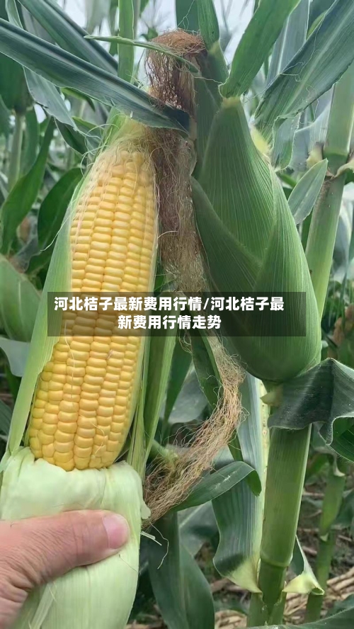 河北桔子最新费用行情/河北桔子最新费用行情走势-第3张图片