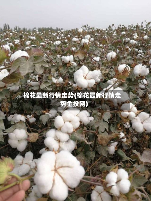 棉花最新行情走势(棉花最新行情走势金投网)