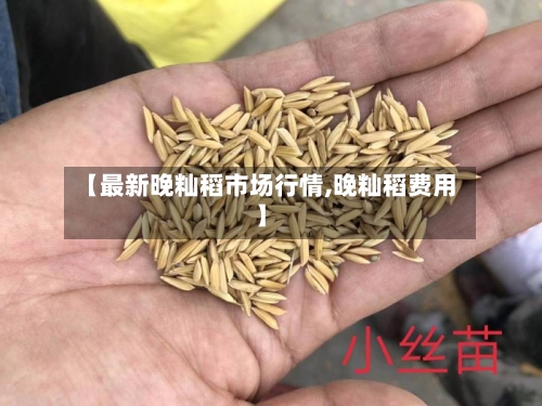 【最新晚籼稻市场行情,晚籼稻费用】-第2张图片