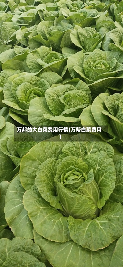 万邦的大白菜费用行情(万帮白菜费用)-第3张图片