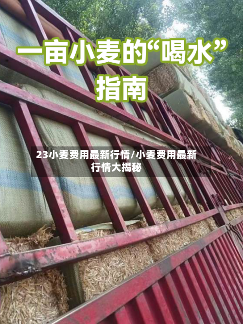 23小麦费用最新行情/小麦费用最新行情大揭秘
