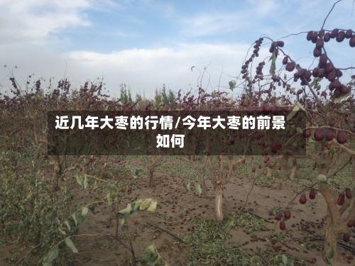 近几年大枣的行情/今年大枣的前景如何