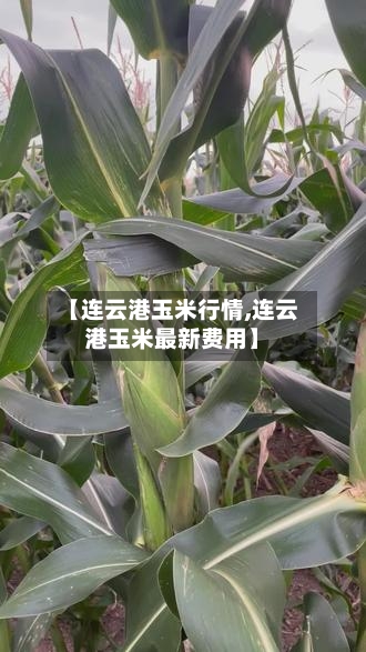 【连云港玉米行情,连云港玉米最新费用】