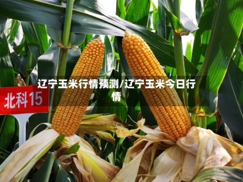 辽宁玉米行情预测/辽宁玉米今日行情-第2张图片