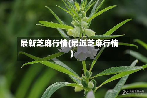 最新芝麻行情(最近芝麻行情)