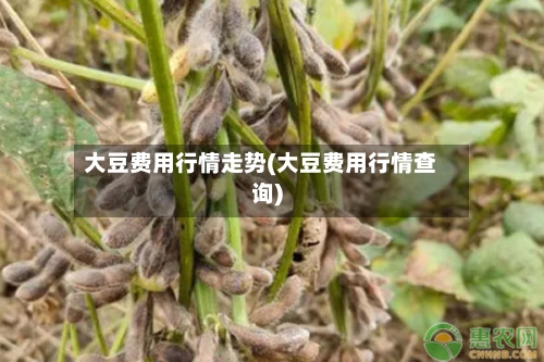 大豆费用行情走势(大豆费用行情查询)-第3张图片