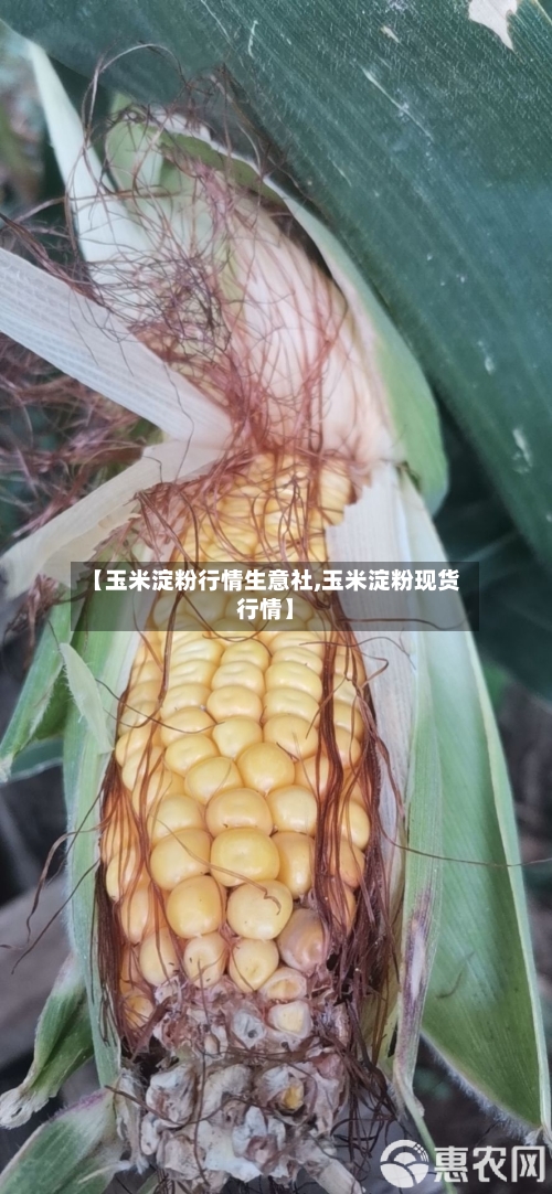 【玉米淀粉行情生意社,玉米淀粉现货行情】