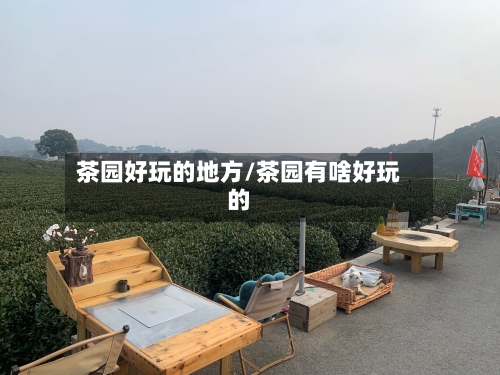 茶园好玩的地方/茶园有啥好玩的-第2张图片