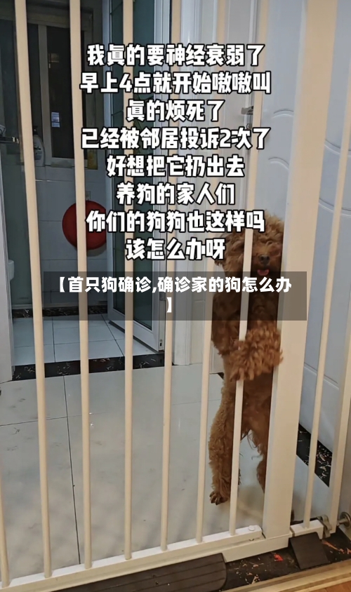 【首只狗确诊,确诊家的狗怎么办】-第2张图片