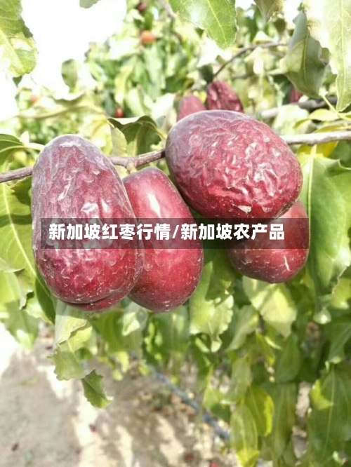 新加坡红枣行情/新加坡农产品
