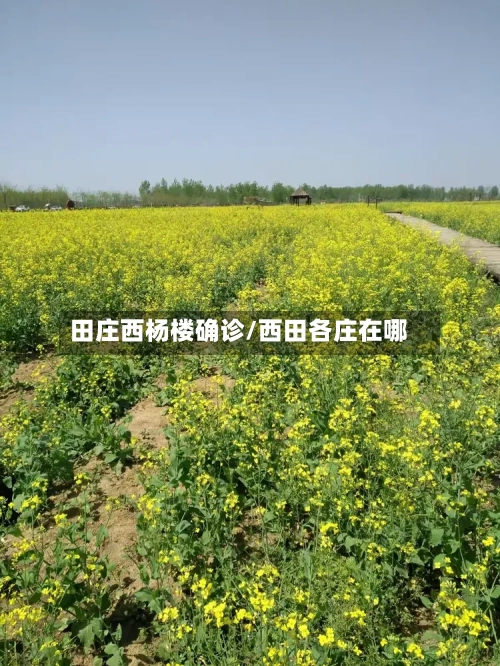 田庄西杨楼确诊/西田各庄在哪