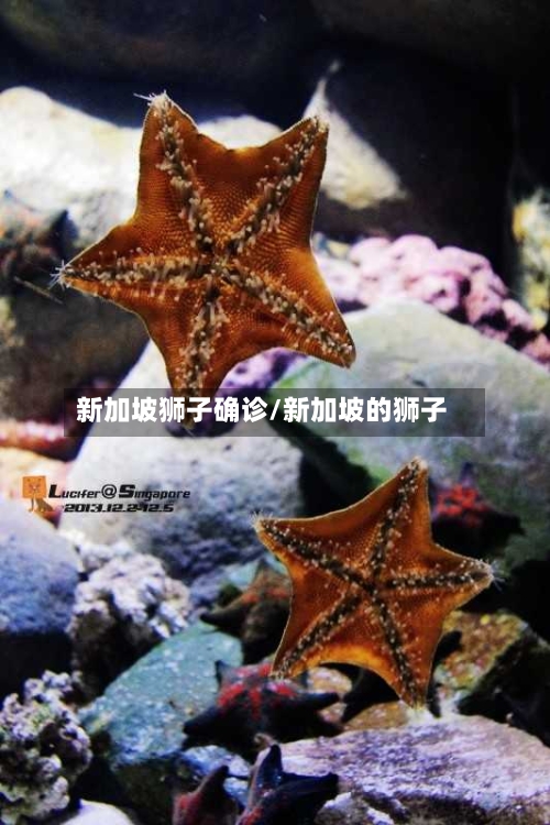 新加坡狮子确诊/新加坡的狮子