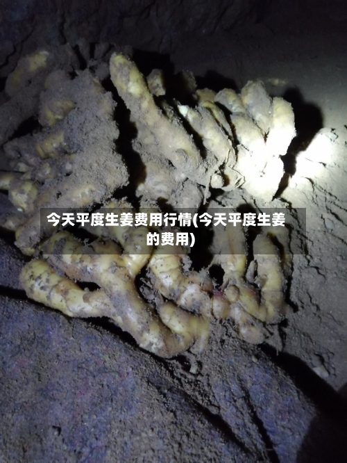 今天平度生姜费用行情(今天平度生姜的费用)