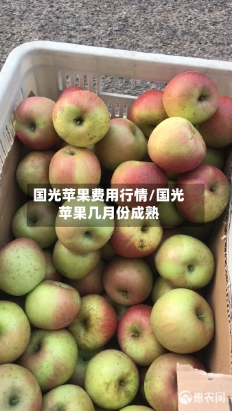 国光苹果费用行情/国光苹果几月份成熟