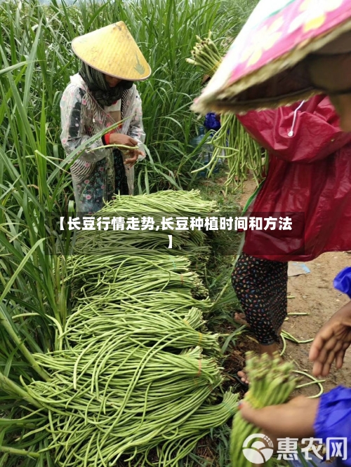 【长豆行情走势,长豆种植时间和方法】-第2张图片