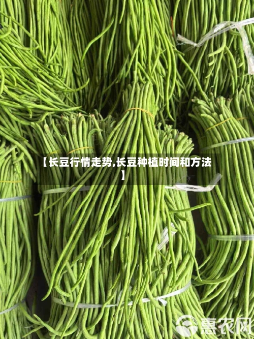 【长豆行情走势,长豆种植时间和方法】-第3张图片