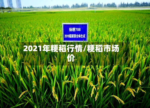 2021年粳稻行情/粳稻市场价