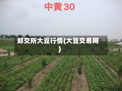 郑交所大豆行情(大豆交易网)