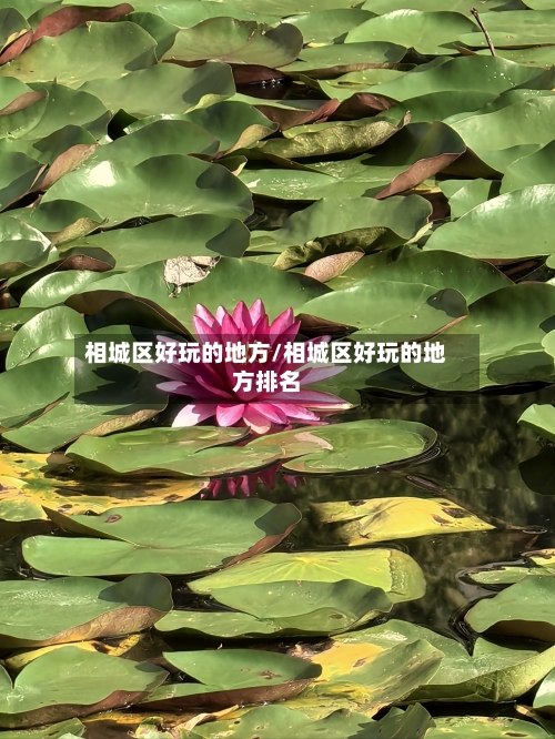 相城区好玩的地方/相城区好玩的地方排名-第2张图片