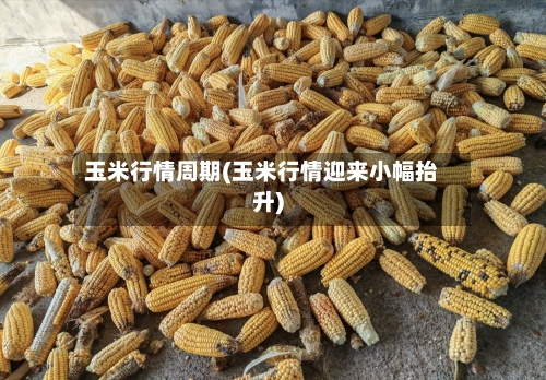 玉米行情周期(玉米行情迎来小幅抬升)-第3张图片